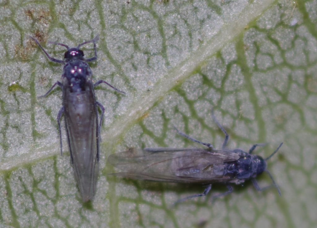 Aphididae: cfr. Pemphigus sp.